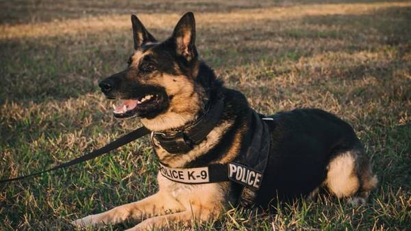 Florida governor signs new law increasing penalties for crimes against police K-9s