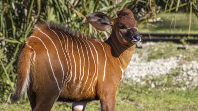 Photos: Meet the Brevard Zoo’s Eastern bongo calf