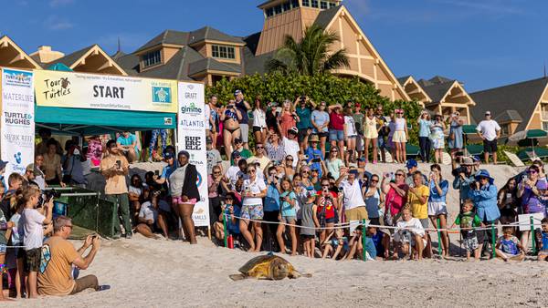 Grab shell: Tour de Turtles underway at Disney’s Vero Beach Resort