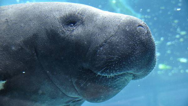Environmental groups ask for manatees to be added back to endangered list, threaten lawsuit