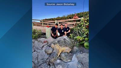 Firefighters rescue huge sea turtle trapped under Satellite Beach boardwalk