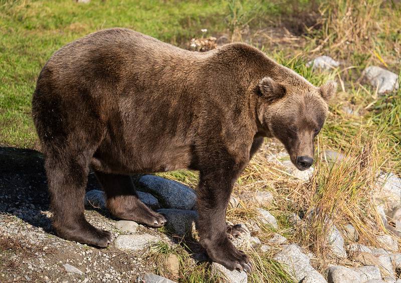 Fat Bear Week voting opens; which bear will win? WFTV