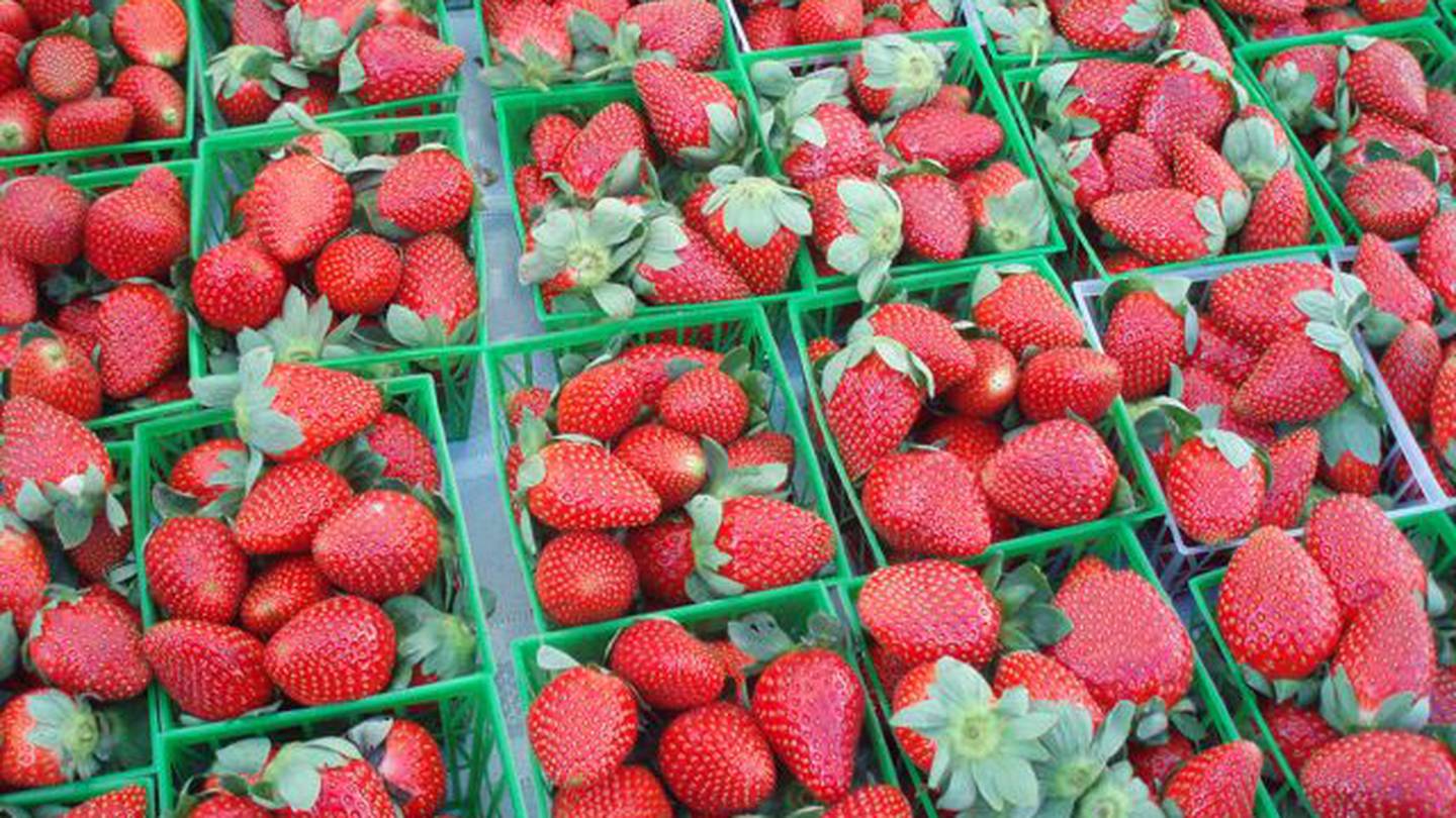 Floral City Strawberry Festival WFTV