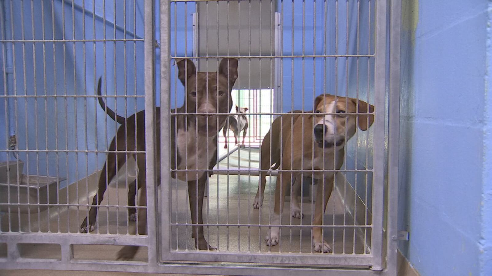 Clear the shelter Seminole County offers 1 pet adoptions WFTV