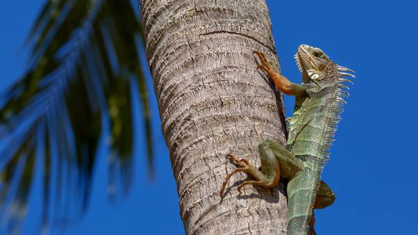 Heads up! Cold temperatures could lead to iguanas falling from trees in parts of Florida