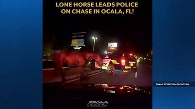 Horsing around: Horse leads Ocala police on chase