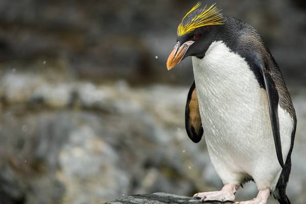 Galveston zoo welcomes two macaroni penguin chicks