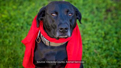 Photos: Meet the dogs available for adoption at Osceola County Animal Services