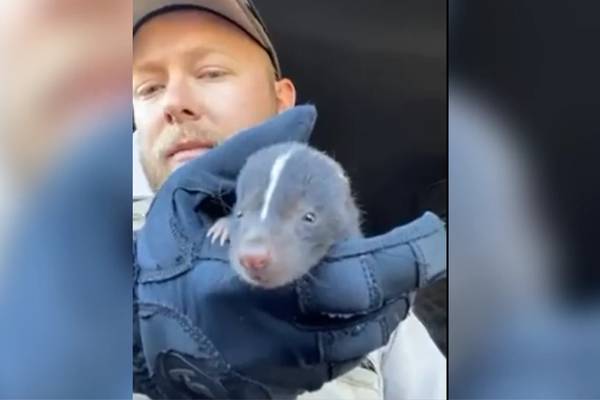 Baby skunk rescued, bottle-fed by Minnesota sheriff’s deputy