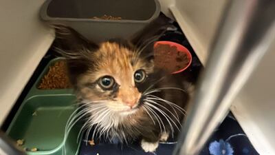 SEE: These kittens need foster homes in Seminole County