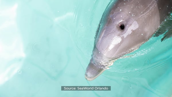 Photos: SeaWorld wants your help to name this baby dolphin