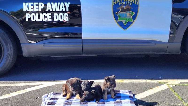 Multiple puppies were found abandoned outside a grocery store in Hayward. California, police say.