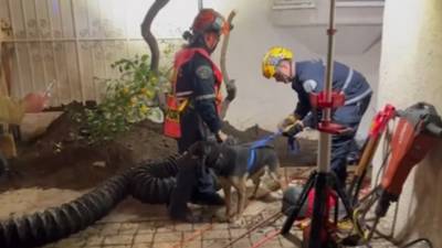 LA County firefighters rescue dog that fell into septic tank hole 