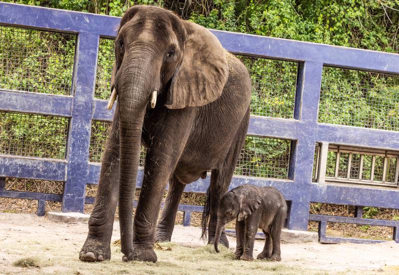 For the first time in seven years, an African elephant calf has been born at Disney’s Animal Kingdom Theme Park at Walt Disney World Resort in Lake Buena Vista, Fla. The delivery of the baby girl, named Corra, on Dec. 13, 2023, was carefully planned through the Association of Zoos and Aquariums Species Survival Plan, which helps ensure the responsible breeding of endangered animals in managed care. Corra is currently backstage at Disney’s Animal Kingdom bonding with her mother, Nadirah. (Olga Thompson, photographer)