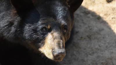 Here are the bare necessities to work as a Florida ‘bear response contractor’