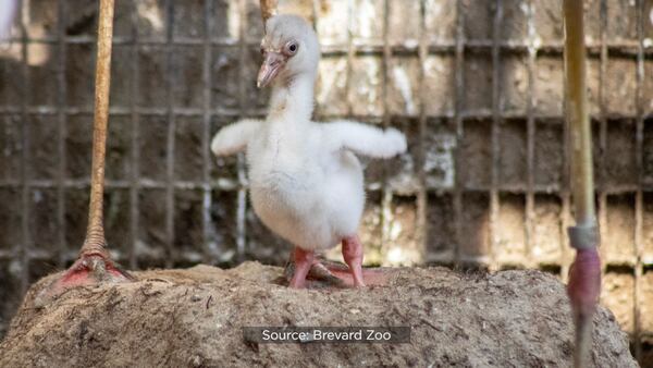 Photos: Brevard Zoo hatches Chilean flamingo chick