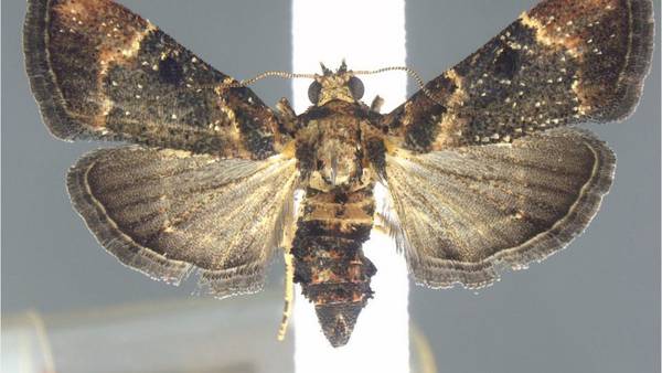 Moth species not seen for over 100 years found in luggage in Detroit airport