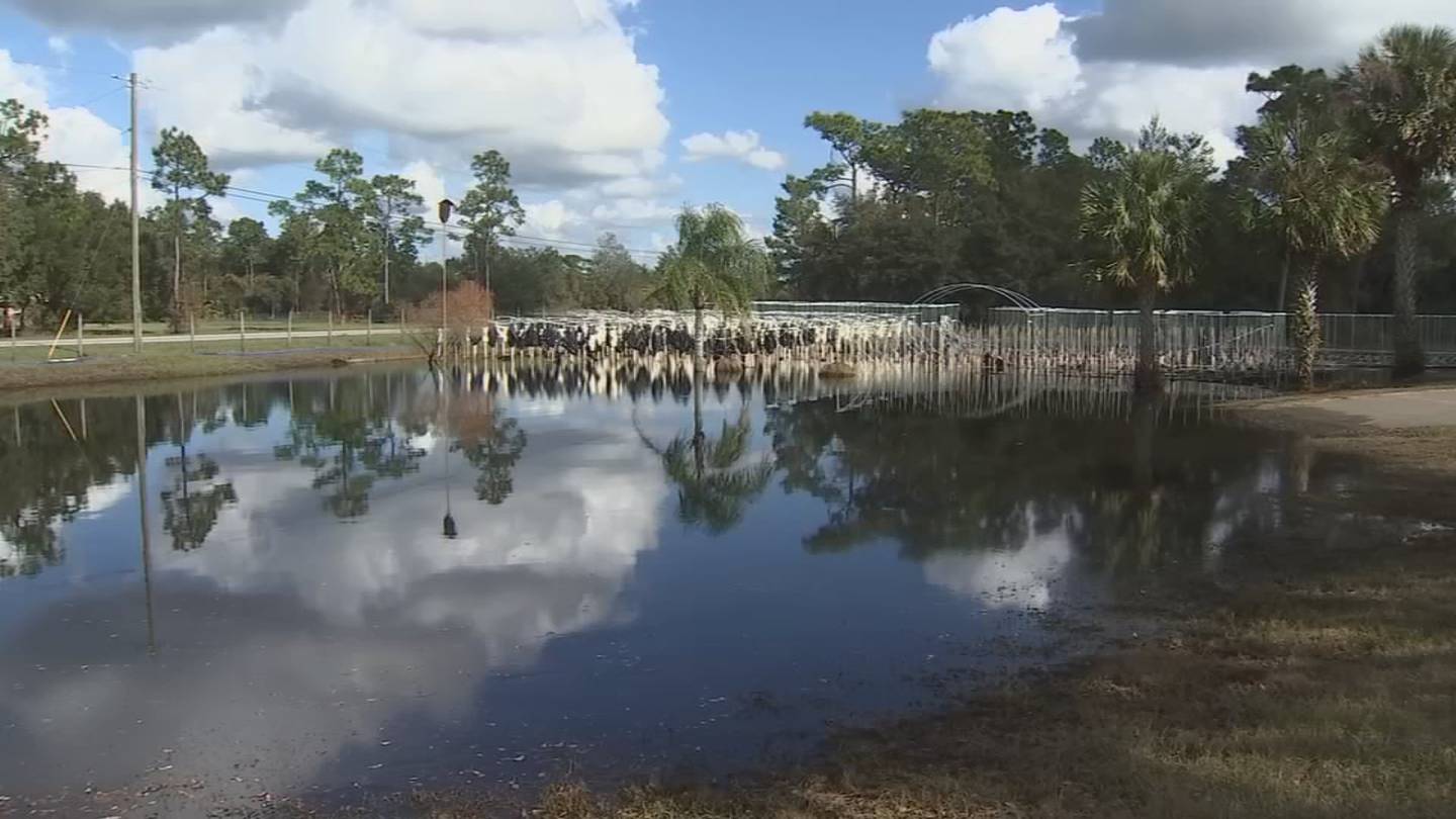Volusia County farm loses half its crop to hurricane flooding
