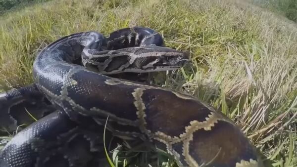 Video: More than 800 compete in ‘Python Challenge’ hunt in Florida Everglades