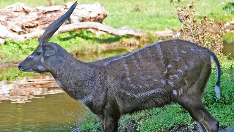 A rare antelope died on Saturday after it choked on a squeezable fruit pouch at a zoo in Limestone, Tennessee, zoo officials said.