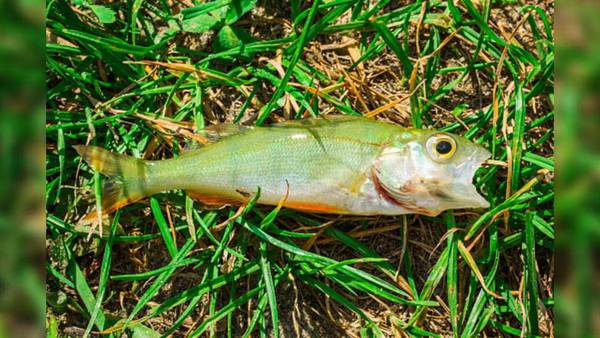 Study: Raining fish in Texas, Arkansas towns was caused by ‘nervous stomachs’ of birds