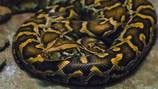 Snake hunter wins 10k in Florida Python Challenge