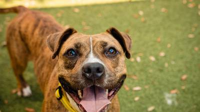 Photos: Orange County Animal Services announces Fall Adoption promotion