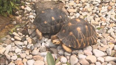 Photos: Central Florida Zoo unveils new habitat for tortoises