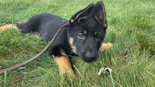 North Carolina sheriff’s office asks public to help name new K-9 puppy