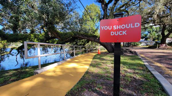 ‘You should duck’: Orlando installs sassy signs warning of low tree branch after mishap