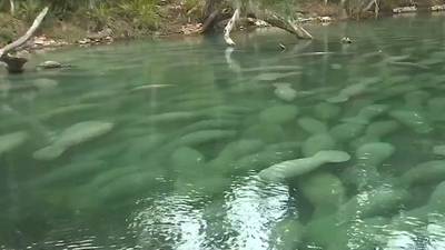 VIDEO: Food Shortages and Cold Weather Threaten Manatees in Central Florida