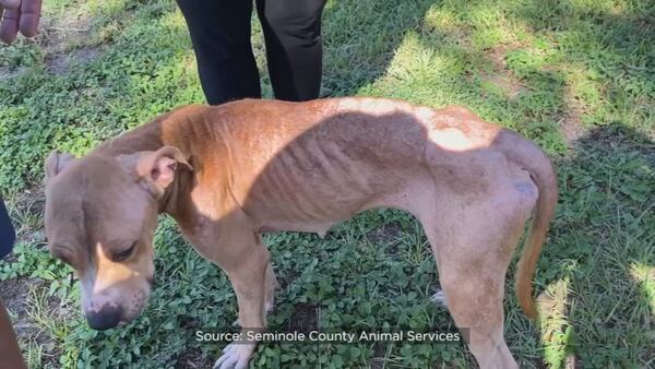 Video: Shelter seeks donations to help care for animals confiscated in alleged cruelty case