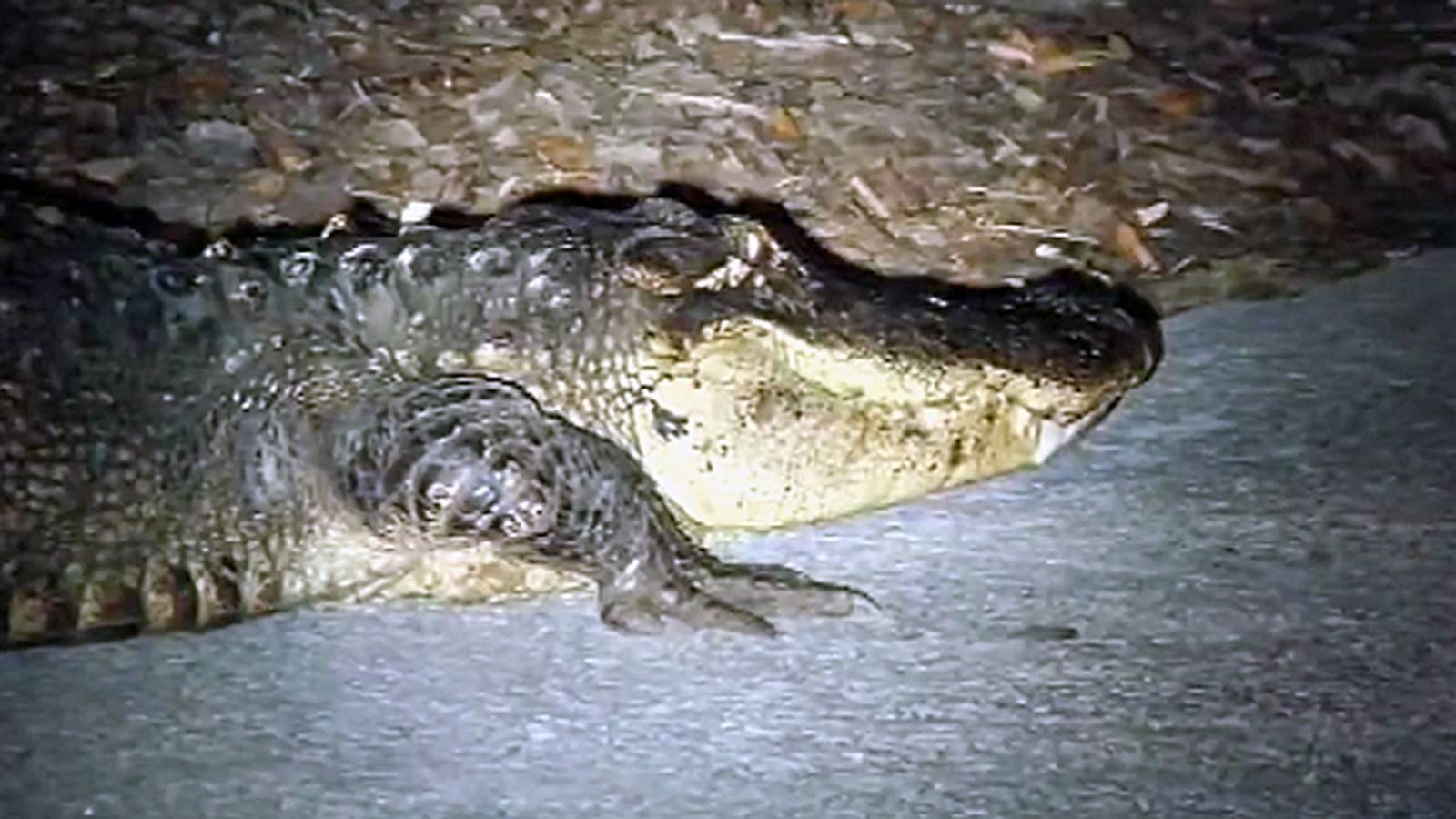Things to know about alligators in Florida – WFTV