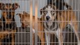 New Mexico woman fosters 48 dogs in 9 months