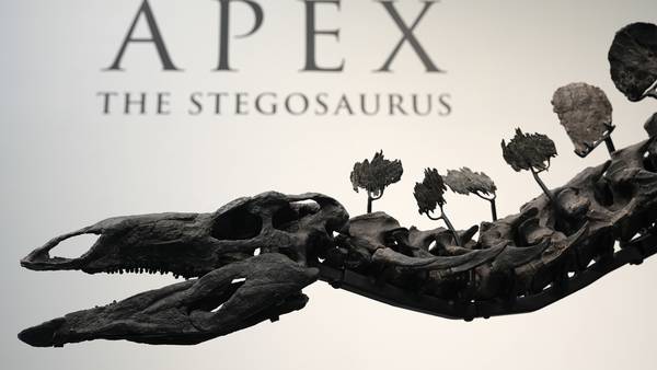 Stegosaurus fossil fetches nearly $45M, setting record for dinosaur auctions