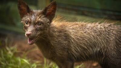 ‘Foxes in The Hen House’: Gatorland rescues 3 red foxes