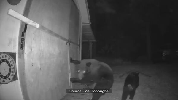 Bear caught on camera breaks into Lake Nona family’s shed, steals snow cone syrup