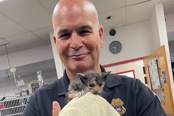 Hurricane Ian: Tampa police rescue kitten found outdoors during storm