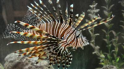 Go fish: Floridians challenged to remove as many invasive lionfish as possible