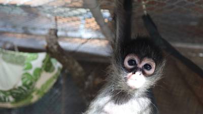 Video: 3 Mexican spider monkeys rescued from pet trade, find home in Central Florida