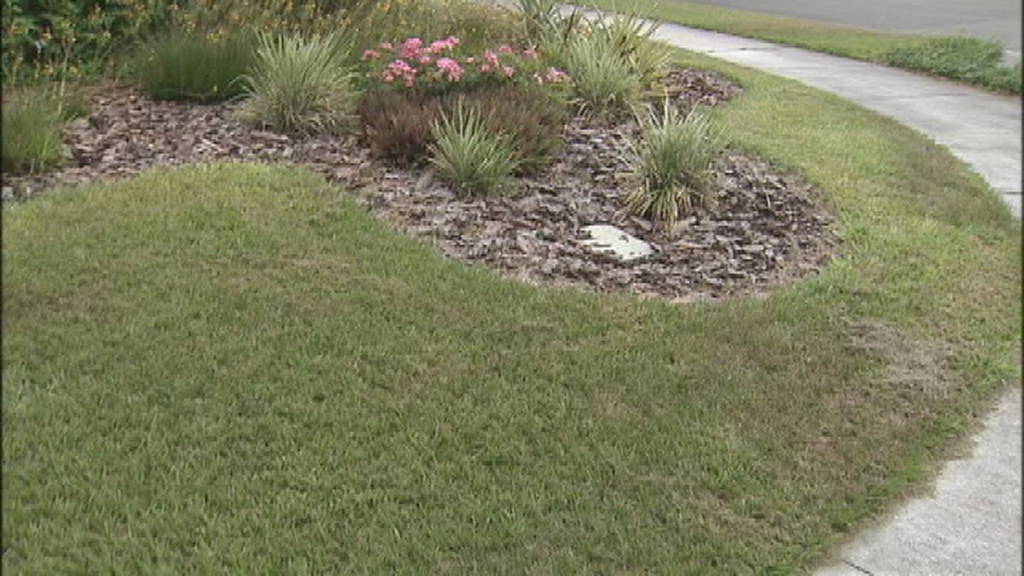 Hoa Homeowner At Odds Over Florida Friendly Grass Wftv