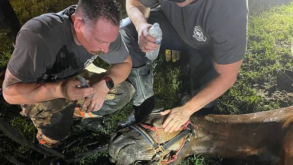 Seminole County firefighter rescue horse trapped in muddy pond