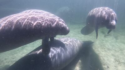 FWC investigating high level of manatee deaths