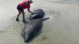 FWC: 2 manatees safe after becoming stuck on New Smyrna Beach