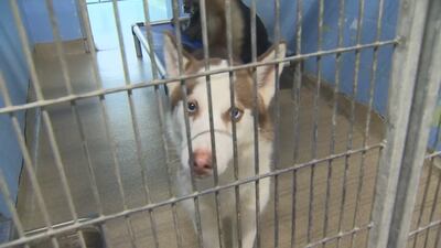 Orange County Animal Services sees success in overcrowding diversion program