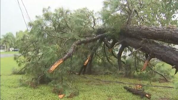 Video: Tree falls on powerlines in Port Saint John