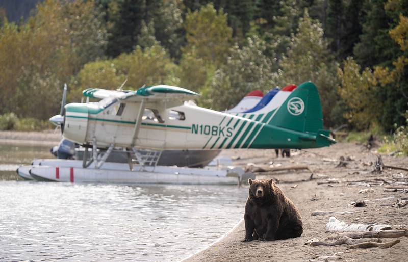 Fat Bear Week voting opens; which bear will win? WFTV