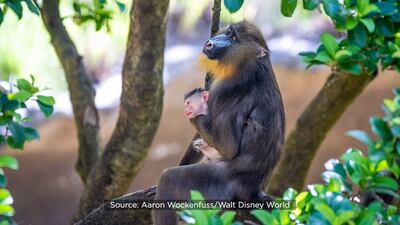 Pint-sized baby mandrill born at Disney’s Animal Kingdom