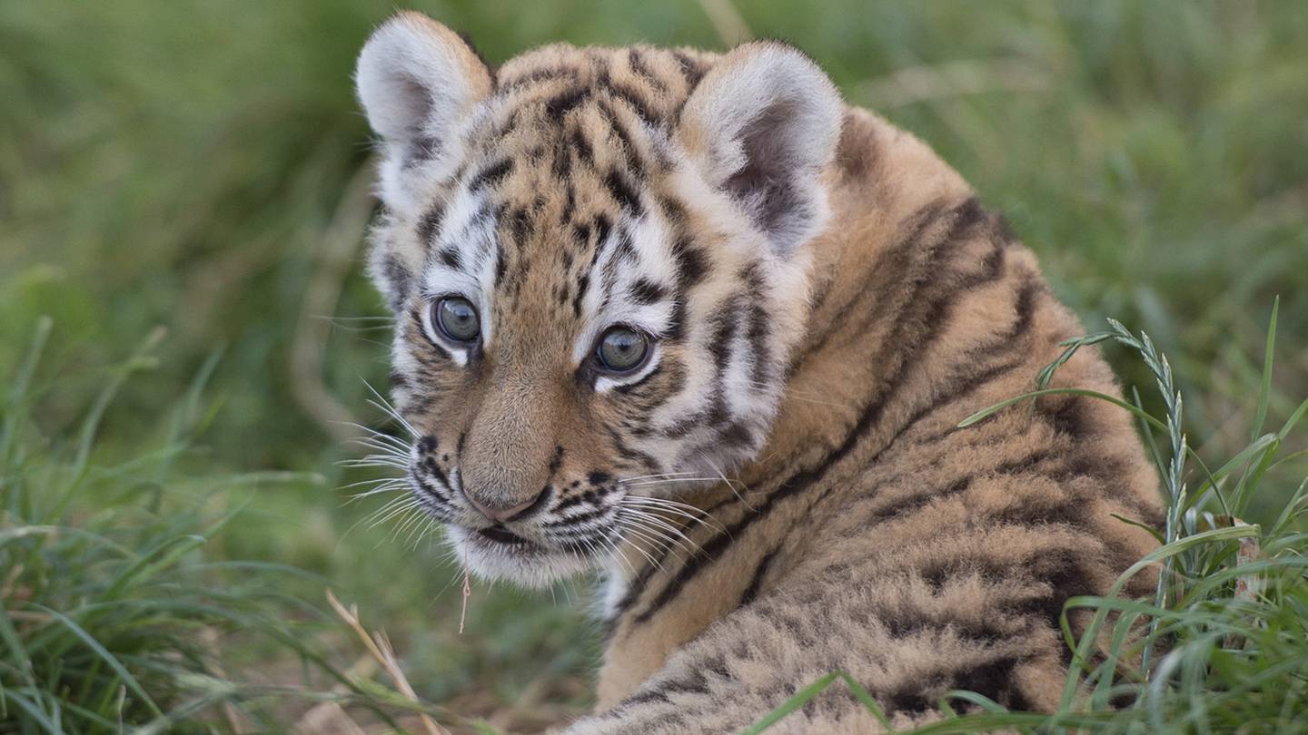 Baby Tiger, One of three beautiful baby tigers that were bo…