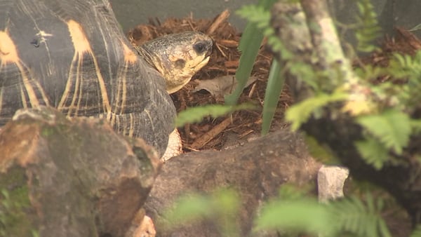 Video: Central Florida Zoo unveils new habitat for tortoises